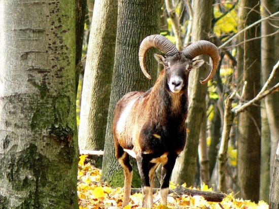 A ja sa Ťa nebojím