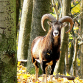 A ja sa Ťa nebojím