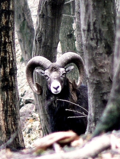 Stretnutie za šera...