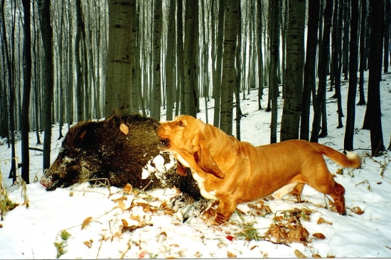 Basset ako vzorný hlásič