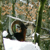 Už mám toho snehu pokrk...