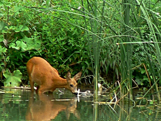 Zrkadlo, zrkadielko povedz mi...