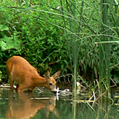 Zrkadlo, zrkadielko povedz mi...