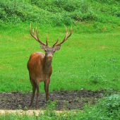 Ešte trošku dofarbiť ...
