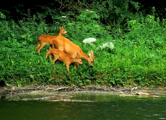 A za rybníčkom to zase žije...