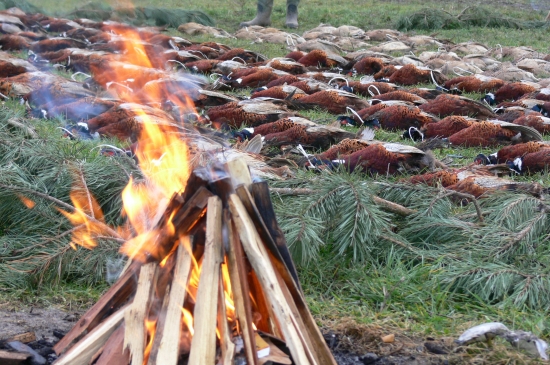 Výrad (bažantnica)