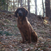 odložený