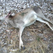 predsilvestrovské jelienča