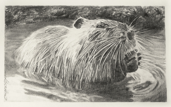 Nutria