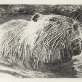 Nutria