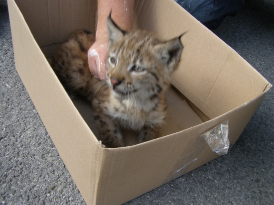 SKORO HO ZRAZILO AUTO V PETROVSKEJ DOLINE