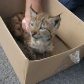 SKORO HO ZRAZILO AUTO V PETROVSKEJ DOLINE