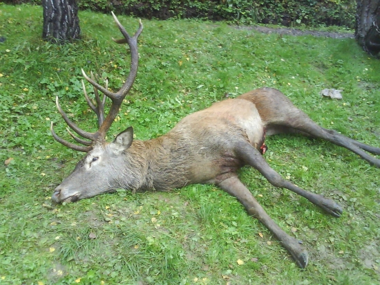 dopichany škodnikom