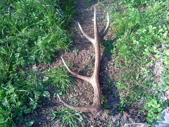 dnešny korunkač