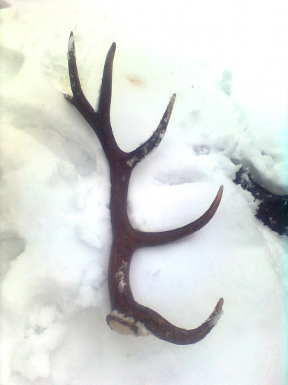 Diana vypočula moju prosbu :)