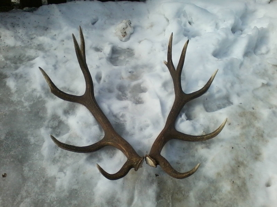 Už mám aj druhy  :)