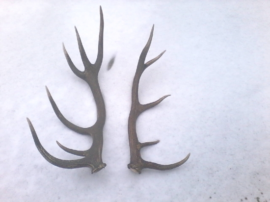 Tatov včerajší 12to rák a dnešny 10to rák :)