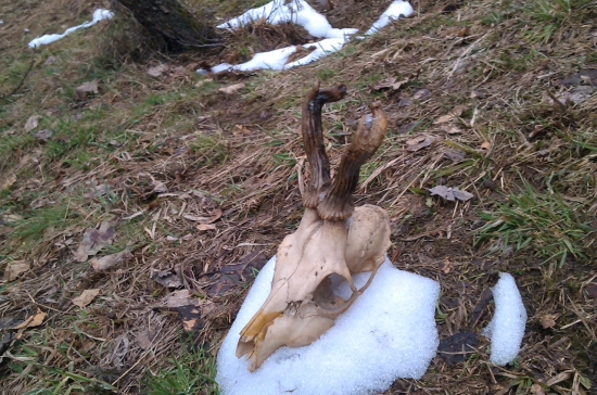 Raritka jak sa patri :)