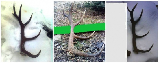 Z toho isteho jelena