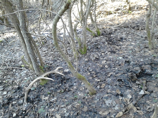 Prvé 2015 konečne!!