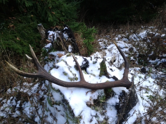 dneskajší krasavec -)