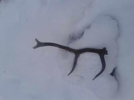 len špičky trčali...