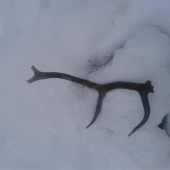 len špičky trčali...