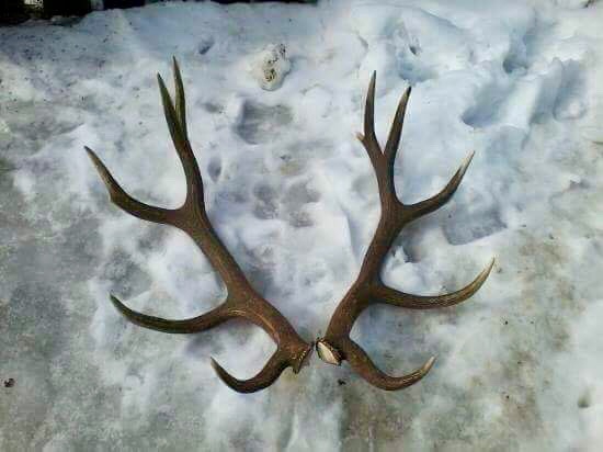 Spomienka...2013 7,1kg