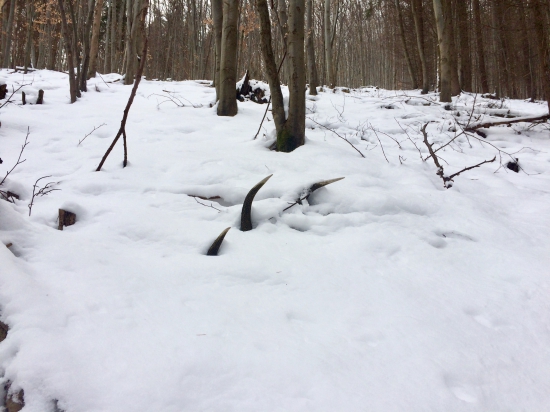 Bolo na čase...2,3kg