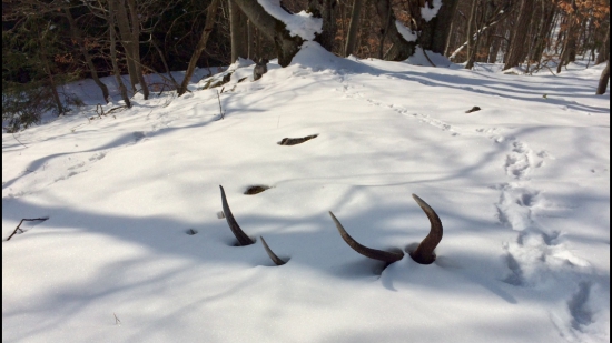 Minuloročný 12torak