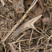 zlaty