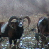 BARANKA