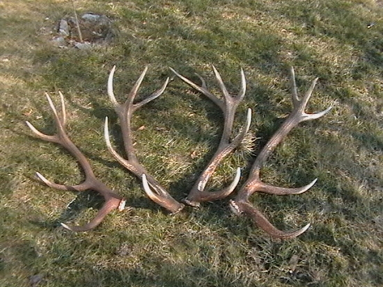 pár kusov z roku 2012