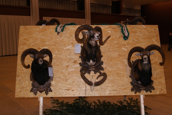 také barančeki su unás