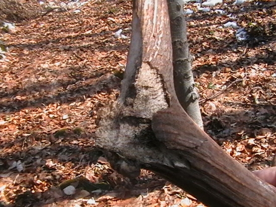 čosa stalo stým zhodom