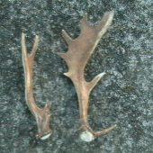 raritné lopaty pár