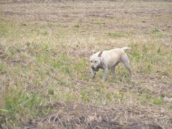 hladala ale aj nasla len usiel :D :D
