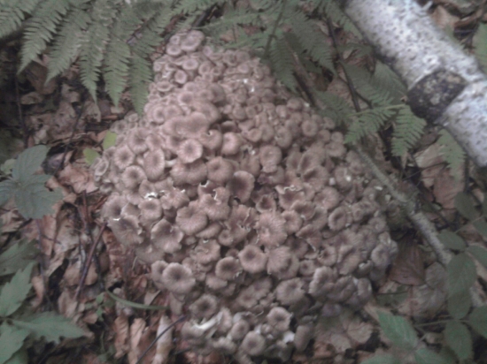 aj nieco take potesi