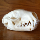 kuna