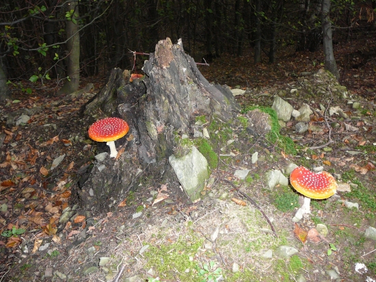 nejedlé ale krásne