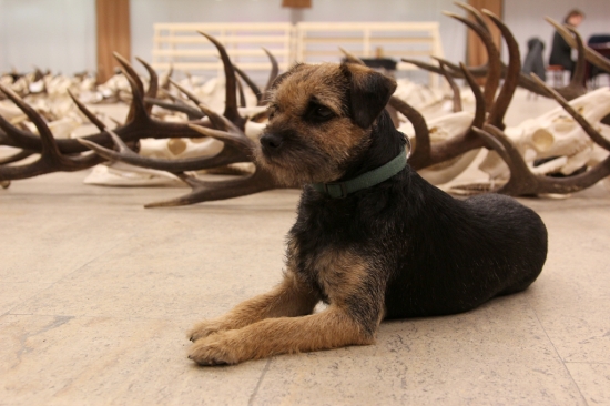 Chera na chov. prehliadke