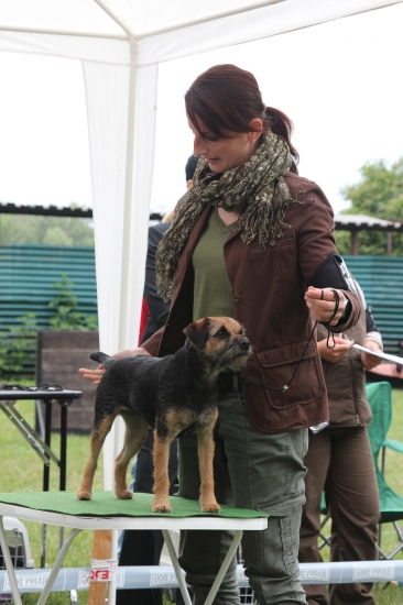 Klubova vystava terierov