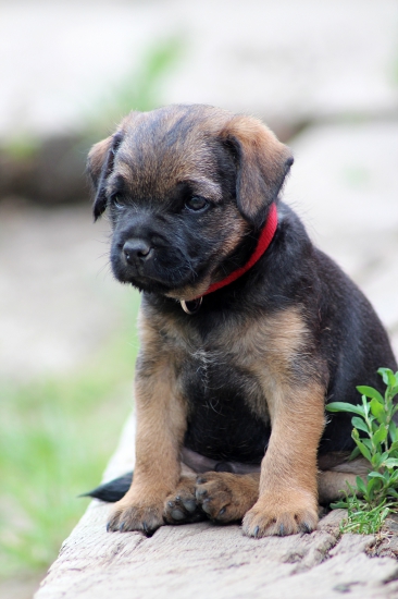 Dito z Okruhleho vrchu