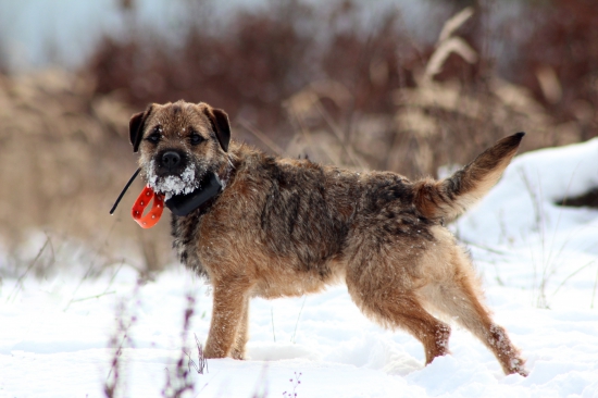 Dito z Okruhleho vrchu