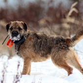 Dito z Okruhleho vrchu