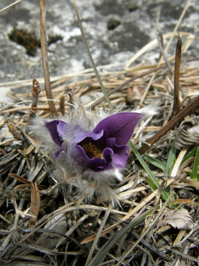 ...ešte pár lúčov slniečka a rozkvitnem do plnej krásy...