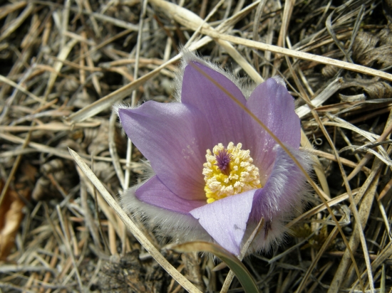 ja už som rozkvitol