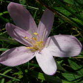 jesienka