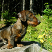 ...trošku slniečka...idem sa poopaľovať...