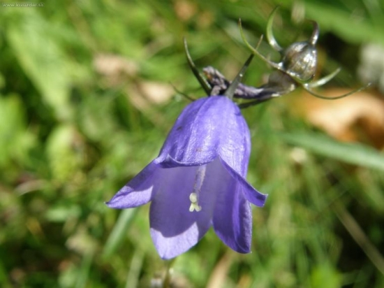 Zvonček bim-bam-bom